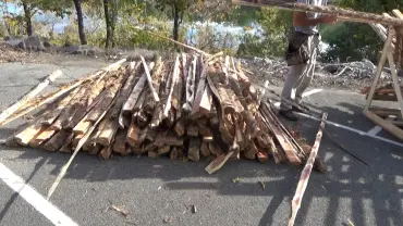 Pile of cut logs in sunlight