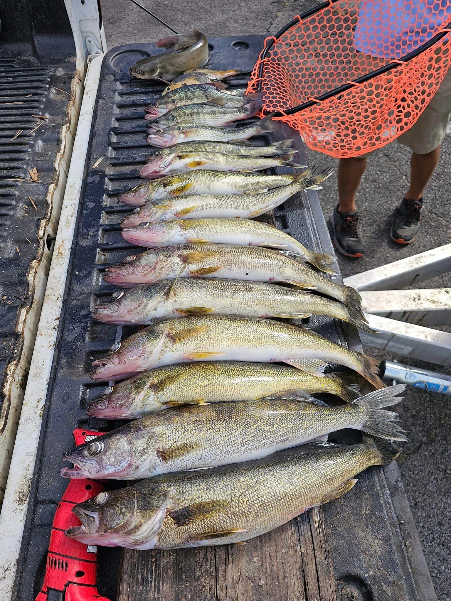 Multiple fish arranged on wooden surface