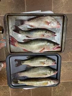 Assorted fish arranged on metal trays