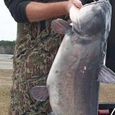 Man holding a large catfish