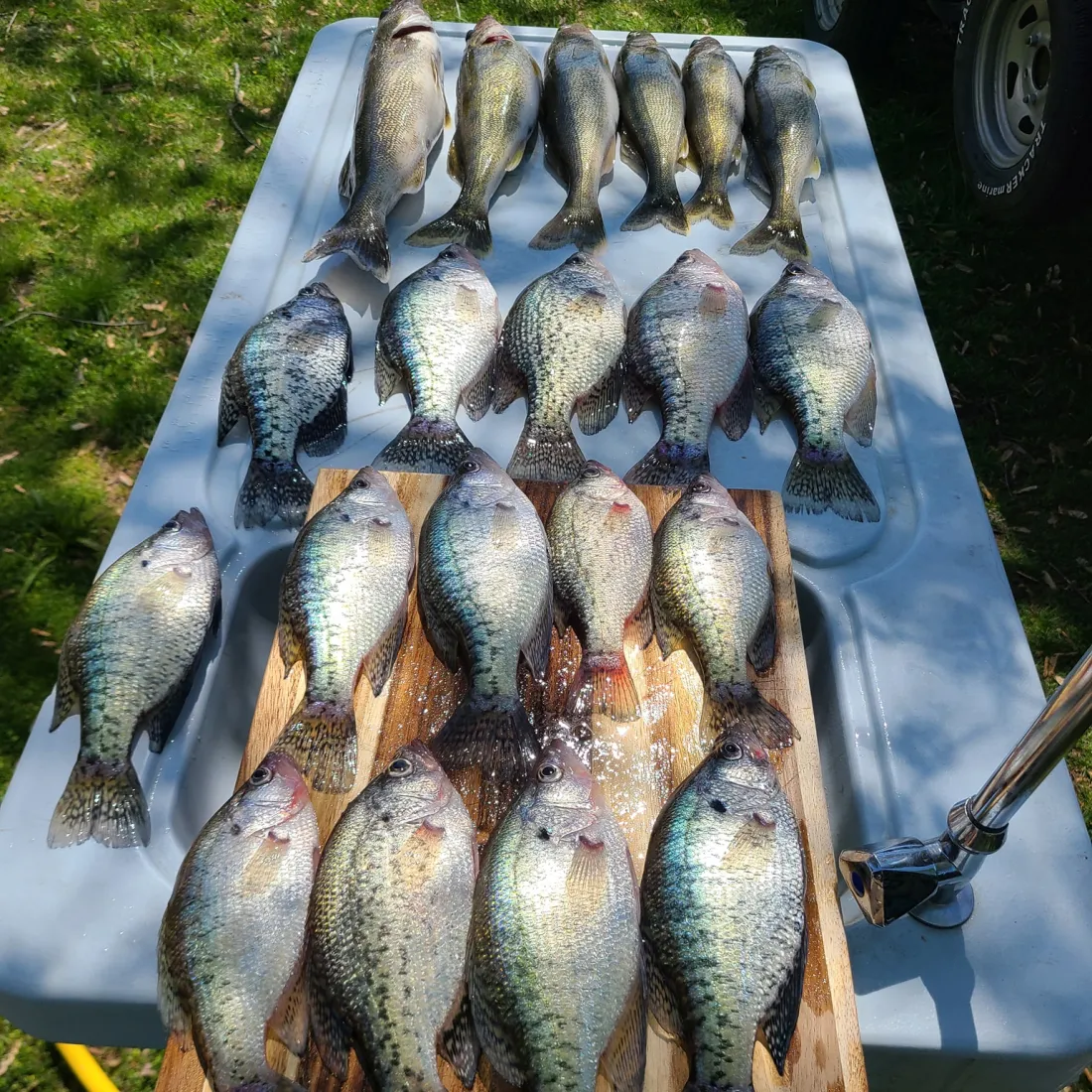 Assorted fish displayed outdoors