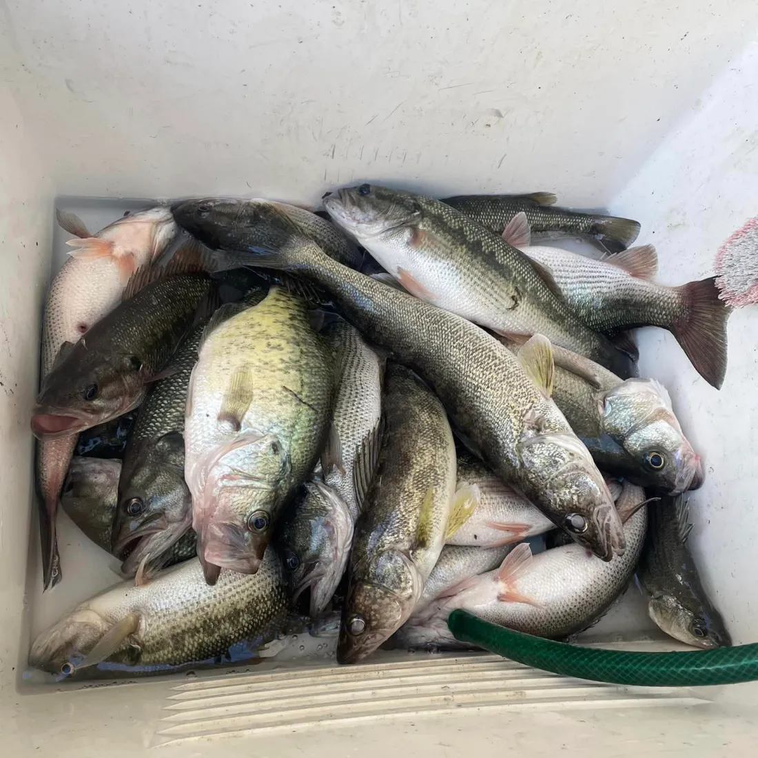 Assorted fish in white container