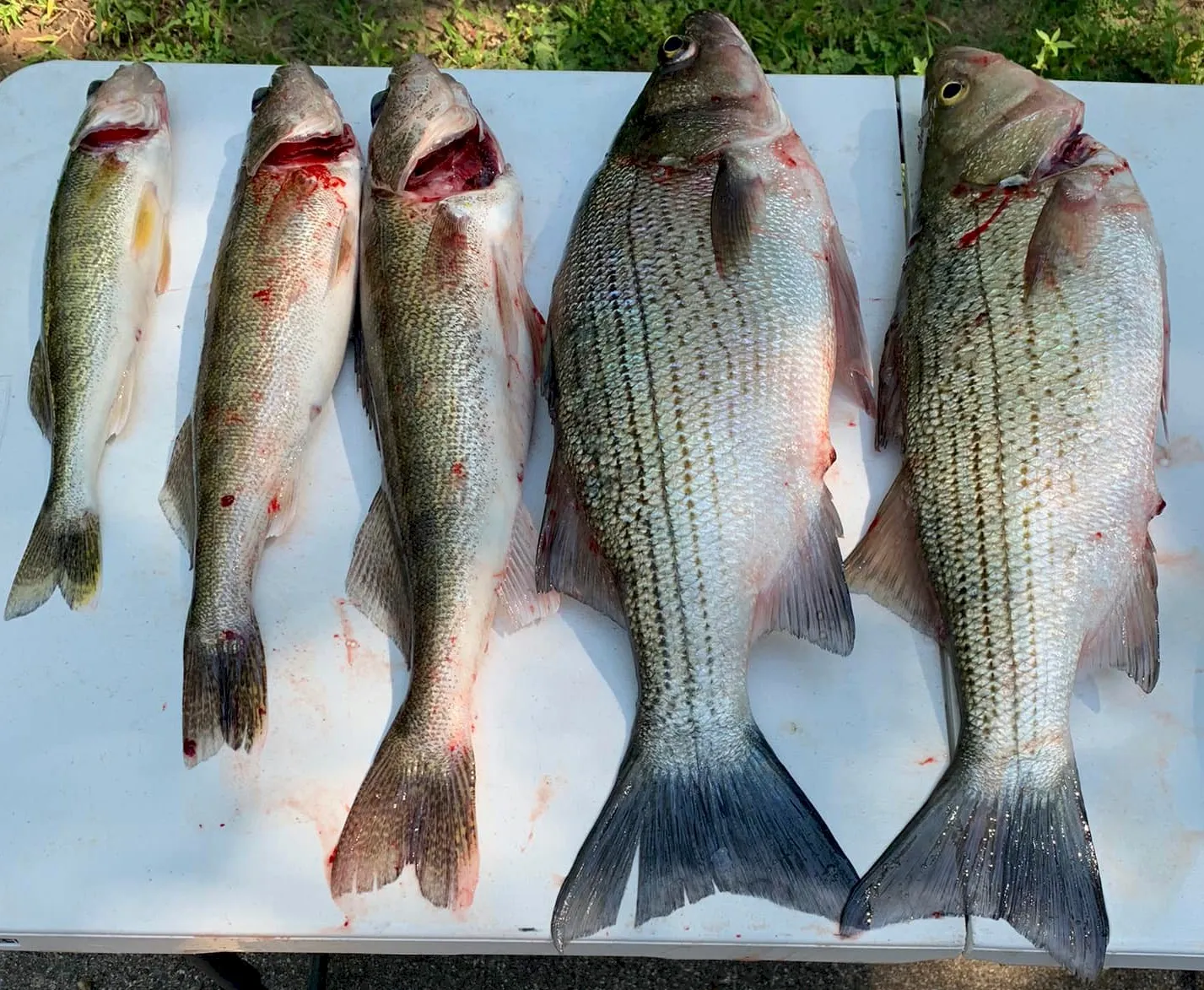 Five freshly caught fish on a table