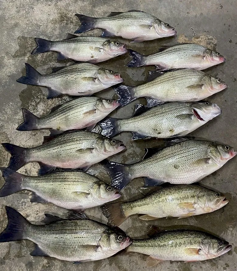 Freshly caught fish on concrete floor