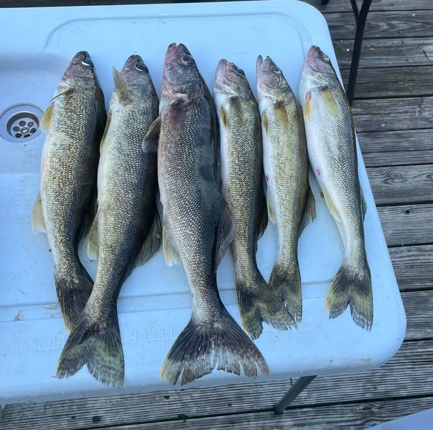 Freshly caught fish on a table