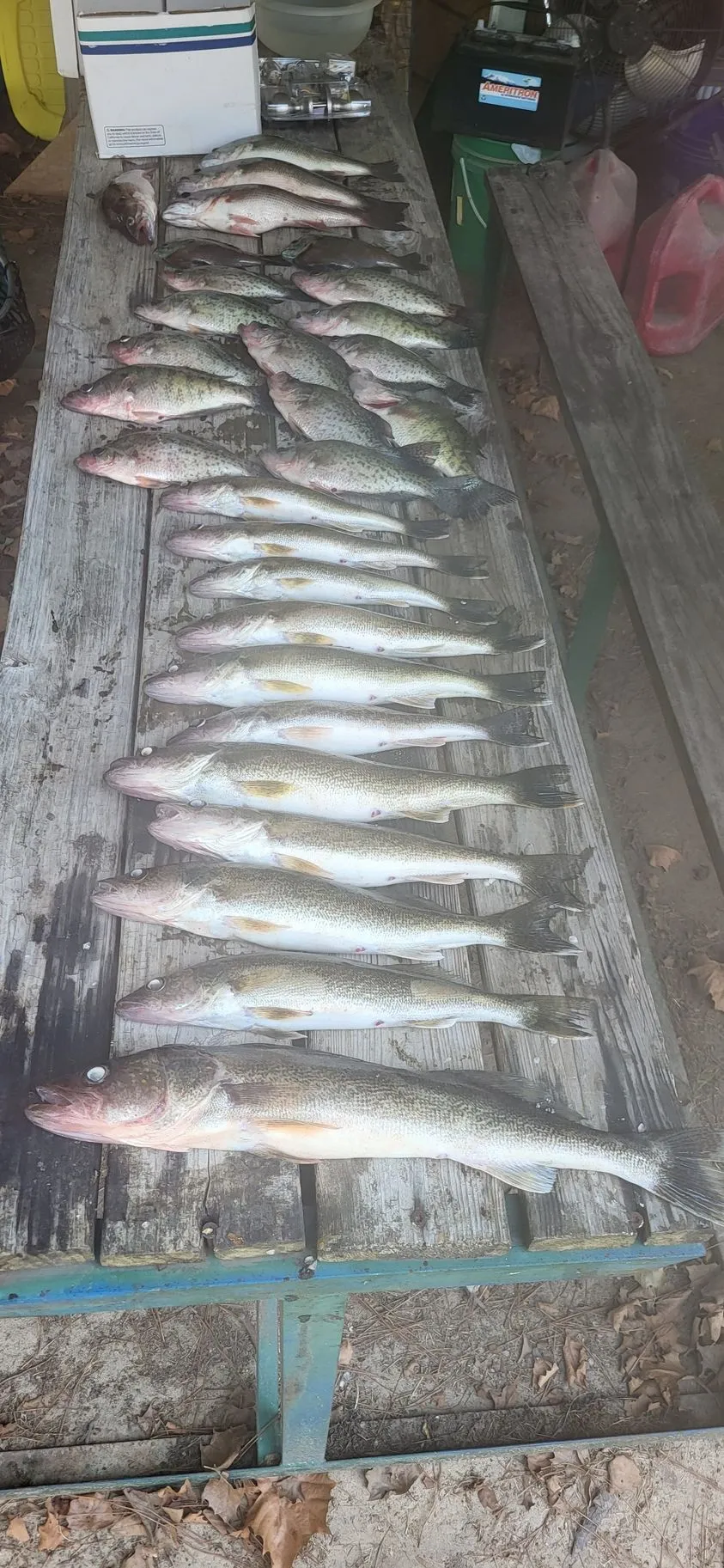 Freshly caught fish on wooden table