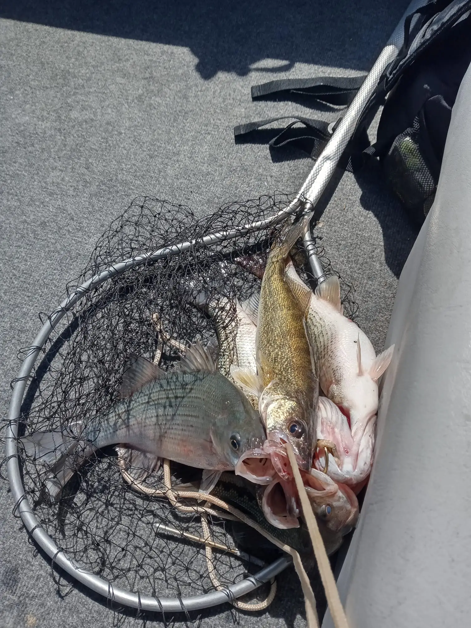 Fishing net with freshly caught fish
