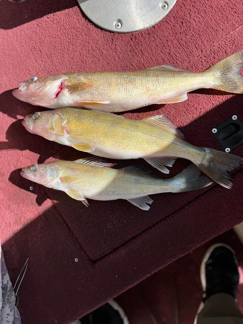 Caught fish laid out for display.