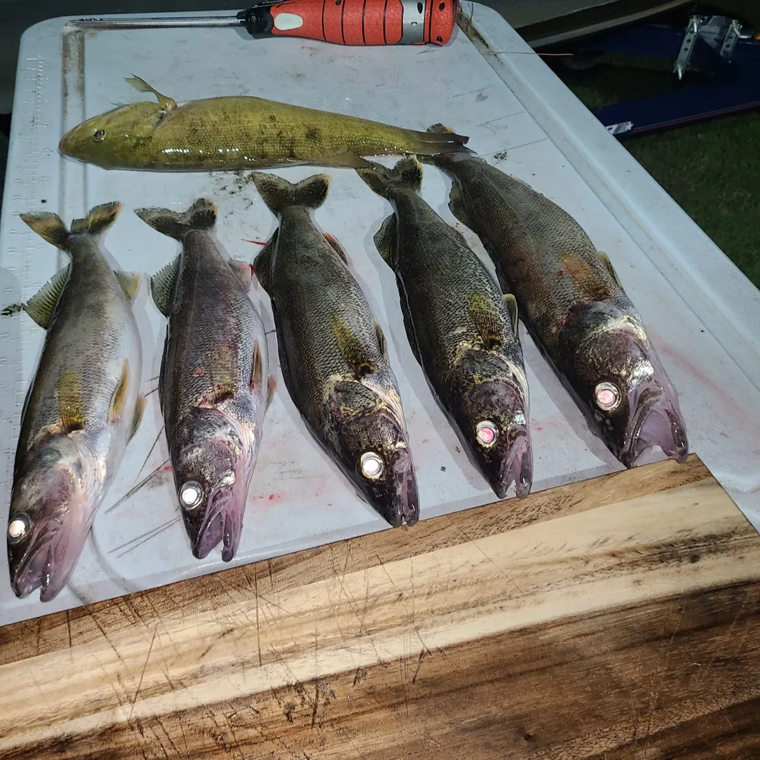 Five fish lined up for cleaning