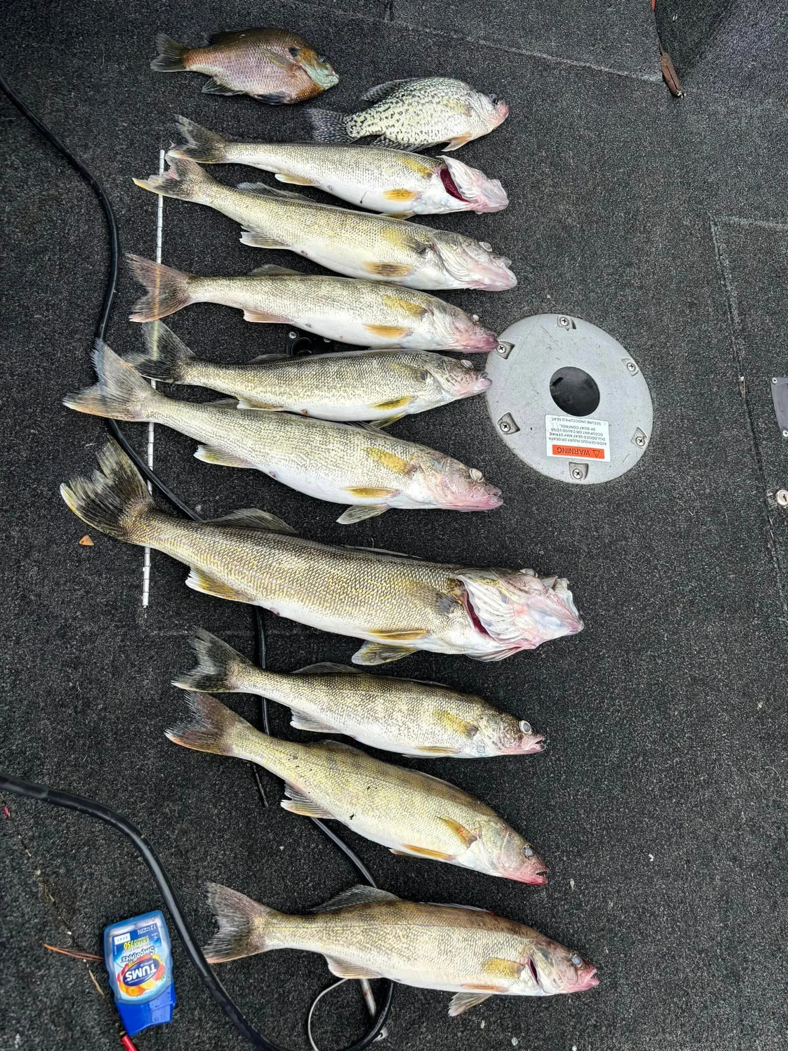 Various fish displayed on the ground