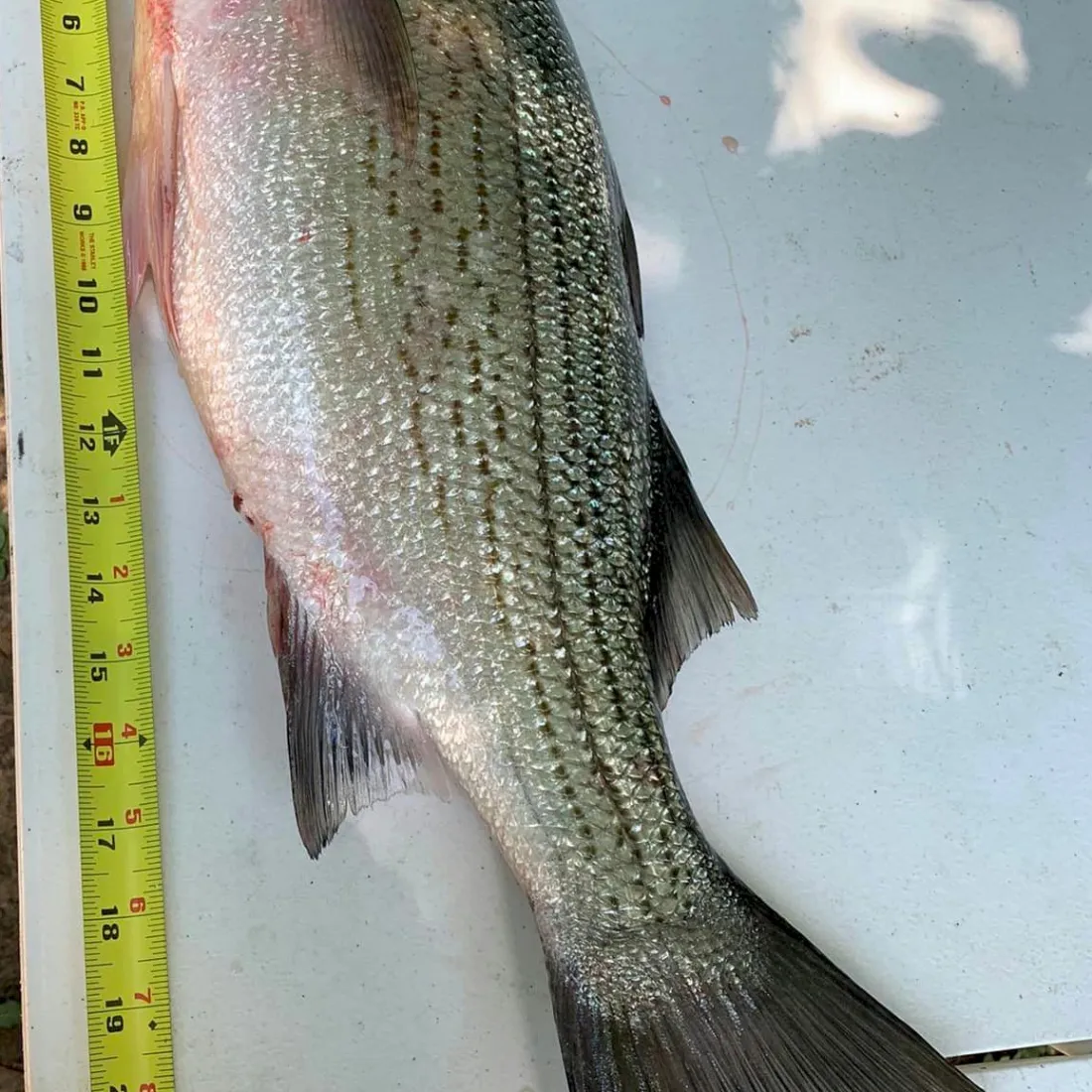 Large fish with striped pattern