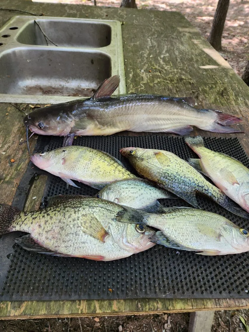 Catfish and crappie on wooden table