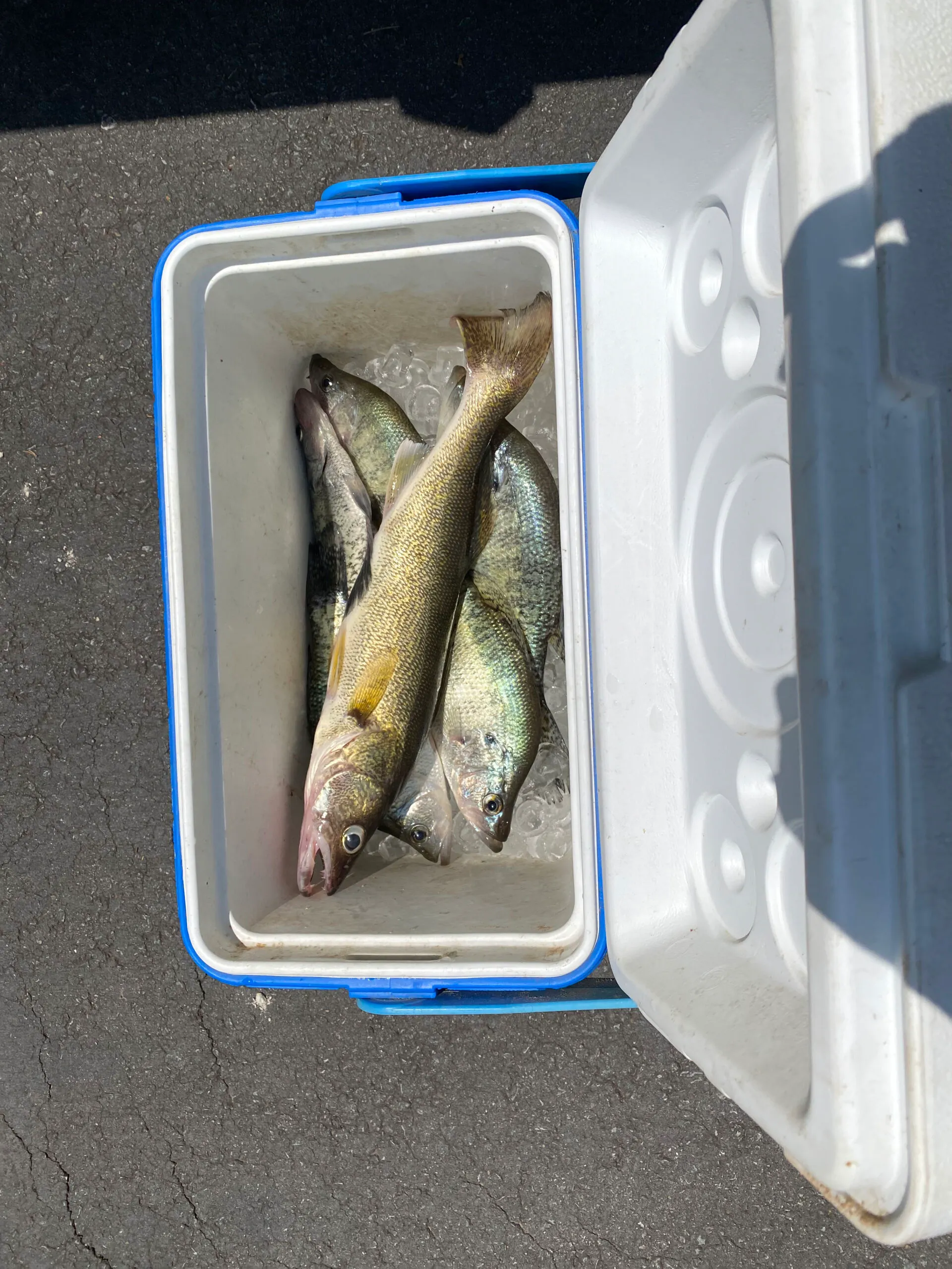 Fish in cooler with ice