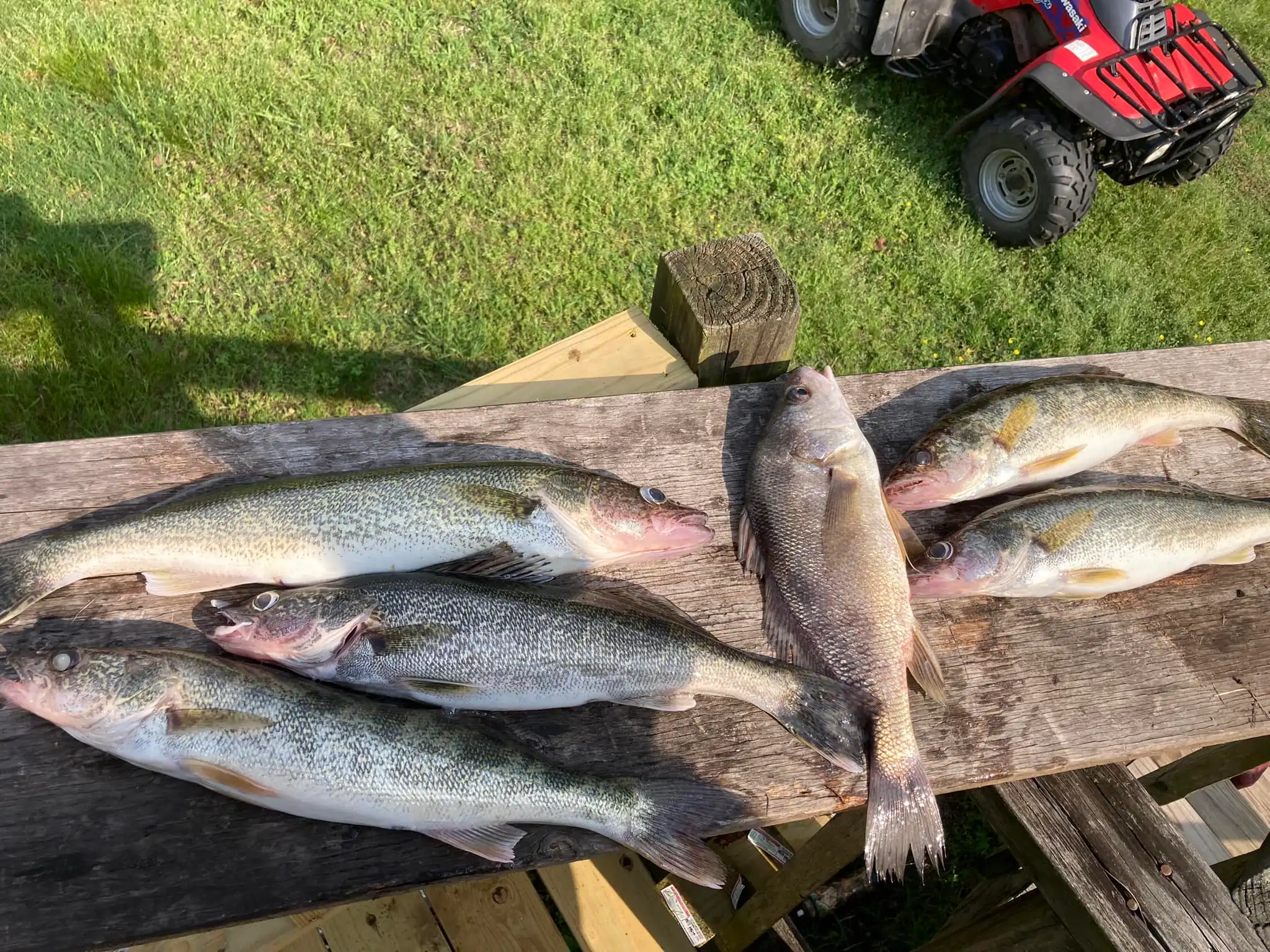 Freshly caught fish on wooden table