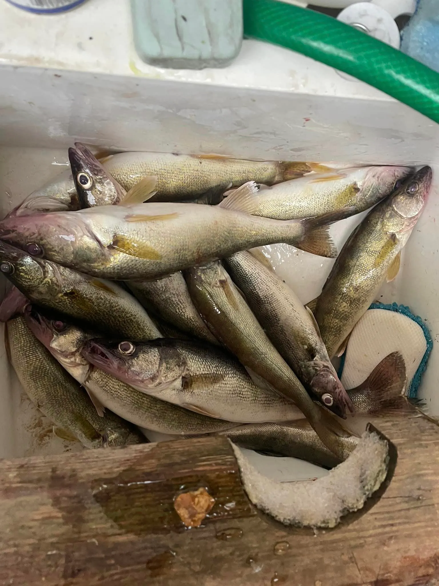 Fish stored in icebox